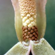 Image of Amorphophallus atroviridis  Hett..