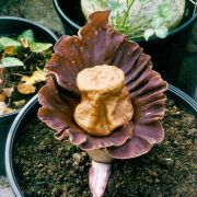 Image of Amorphophallus bangkokensis  Gagn..