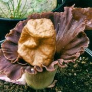 Image of Amorphophallus bangkokensis  Gagn..