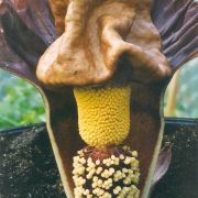 Image of Amorphophallus bangkokensis  Gagn..