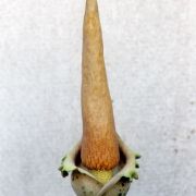 Image of Amorphophallus baumannii  (Engl.) N.E. Br..