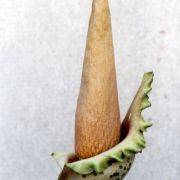 Image of Amorphophallus baumannii  (Engl.) N.E. Br..