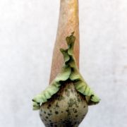 Image of Amorphophallus baumannii  (Engl.) N.E. Br..