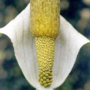 Image of Amorphophallus baumannii  (Engl.) N.E. Br..