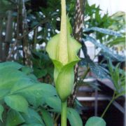 Image of Amorphophallus baumannii  (Engl.) N.E. Br..