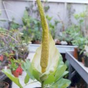 Image of Amorphophallus baumannii  (Engl.) N.E. Br..