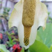 Image of Amorphophallus baumannii  (Engl.) N.E. Br..