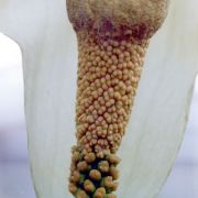 Image of Amorphophallus baumannii  (Engl.) N.E. Br..