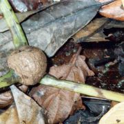 Image of Amorphophallus beccarii  Engl..