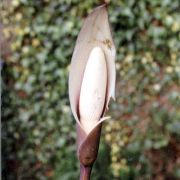 Image of Amorphophallus beccarii  Engl..