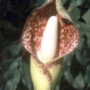 Image of Amorphophallus beccarii  Engl..