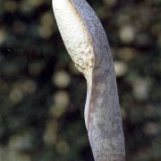 Image of Amorphophallus beccarii  Engl..