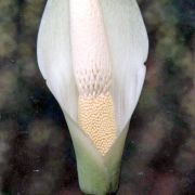 Image of Amorphophallus beccarii  Engl..