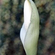 Image of Amorphophallus beccarii  Engl..