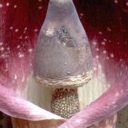 Image of Amorphophallus beccarii  Engl..