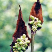 Image of Amorphophallus beccarii  Engl..