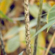 Image of Amorphophallus beccarii  Engl..