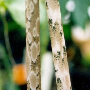 Image of Amorphophallus beccarii  Engl..