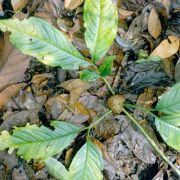 Image of Amorphophallus beccarii  Engl..