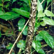 Image of Amorphophallus beccarii  Engl..