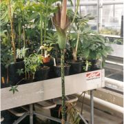 Image of Amorphophallus borneensis  (Engl.) Engl. & Gehrm..