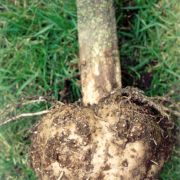 Image of Amorphophallus borneensis  (Engl.) Engl. & Gehrm..