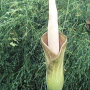 Image of Amorphophallus borneensis  (Engl.) Engl. & Gehrm..