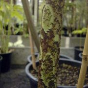 Image of Amorphophallus borneensis  (Engl.) Engl. & Gehrm..