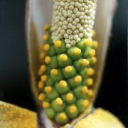 Image of Amorphophallus boyceanus  Hett..