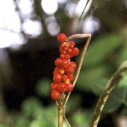 Image of Amorphophallus boyceanus  Hett..