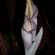 Image of Amorphophallus brachyphyllus  Hett..