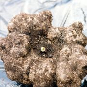 Image of Amorphophallus brachyphyllus  Hett..