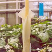 Image of Amorphophallus brachyphyllus  Hett..