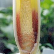 Image of Amorphophallus brachyphyllus  Hett..
