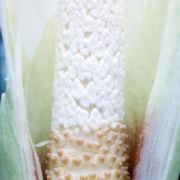 Image of Amorphophallus brachyphyllus  Hett..