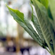 Image of Amorphophallus brachyphyllus  Hett..