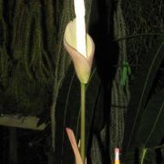 Image of Amorphophallus brevipetiolatus  .