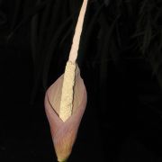 Image of Amorphophallus brevipetiolatus  .