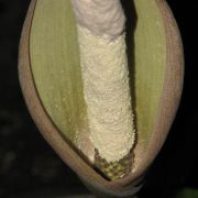 Image of Amorphophallus brevipetiolatus  .