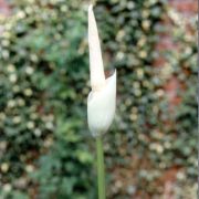 Image of Amorphophallus brevispathus  Gagn..