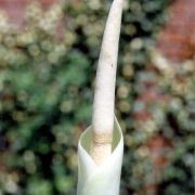 Image of Amorphophallus brevispathus  Gagn..