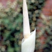 Image of Amorphophallus brevispathus  Gagn..