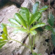 Image of Amorphophallus brevispathus  Gagn..