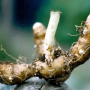 Image of Amorphophallus brevispathus  Gagn..