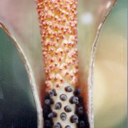 Image of Amorphophallus bufo  Ridl..