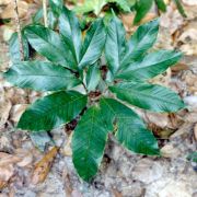 Image of Amorphophallus bufo  Ridl..