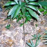 Image of Amorphophallus bufo  Ridl..