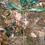 Image of Amorphophallus bufo  Ridl..