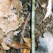 Image of Amorphophallus bufo  Ridl..