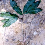 Image of Amorphophallus bufo  Ridl..